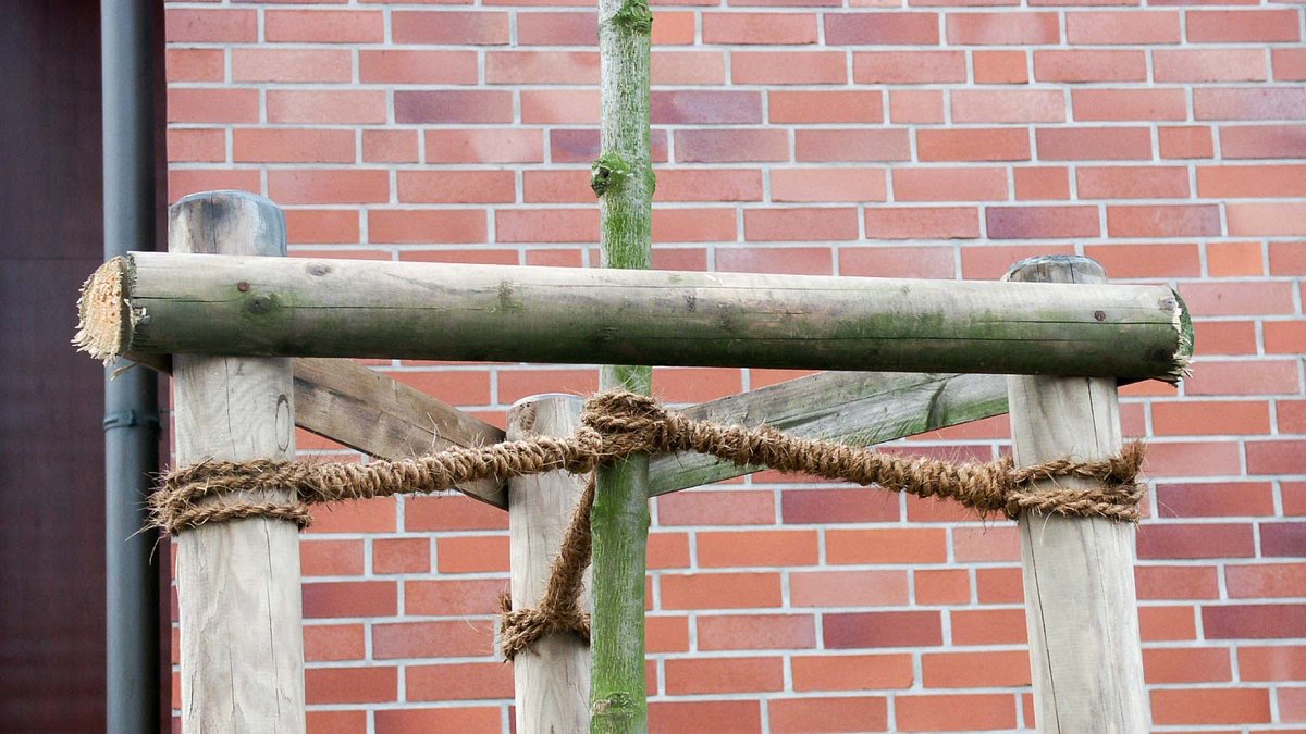 Baumanbindung mit drei Pfählen und Cocosstrick
