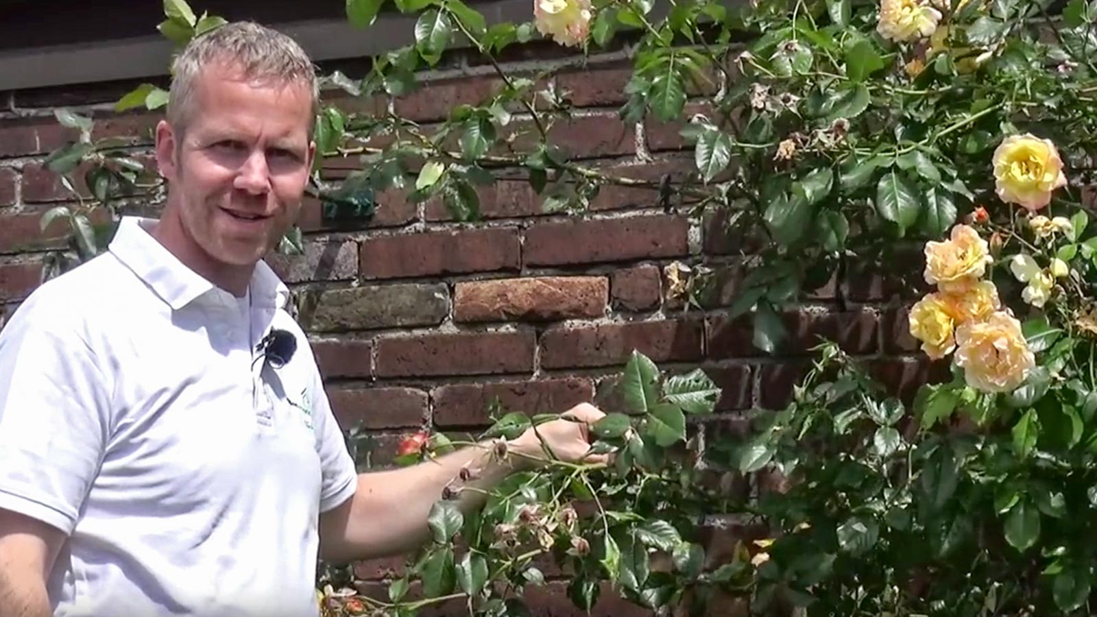 Junger Mann steht vor einem Rosenstrauch und erklärt den Schnitt