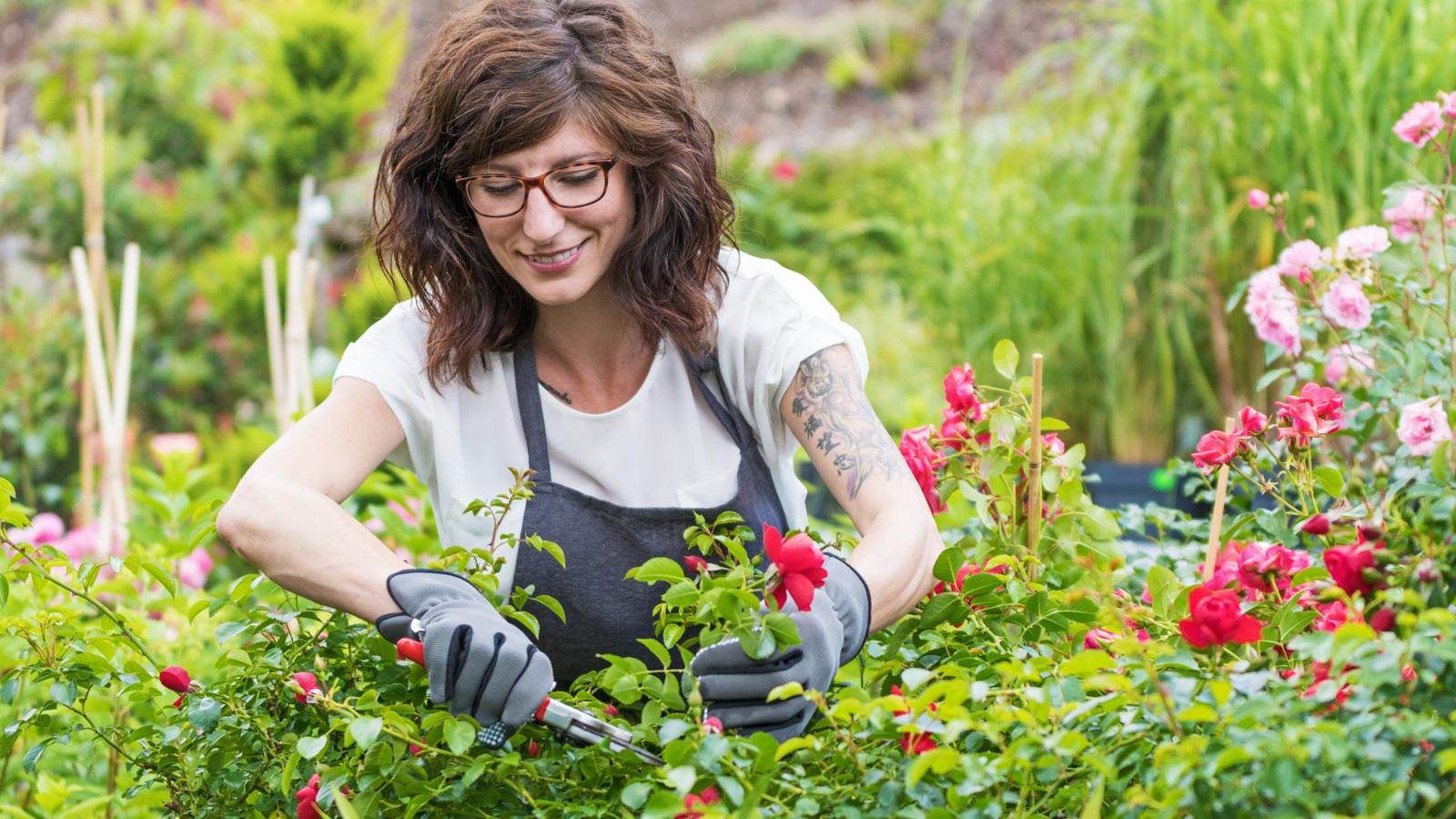 Junge Frau schneidet lächelnd Rosenpflanzen