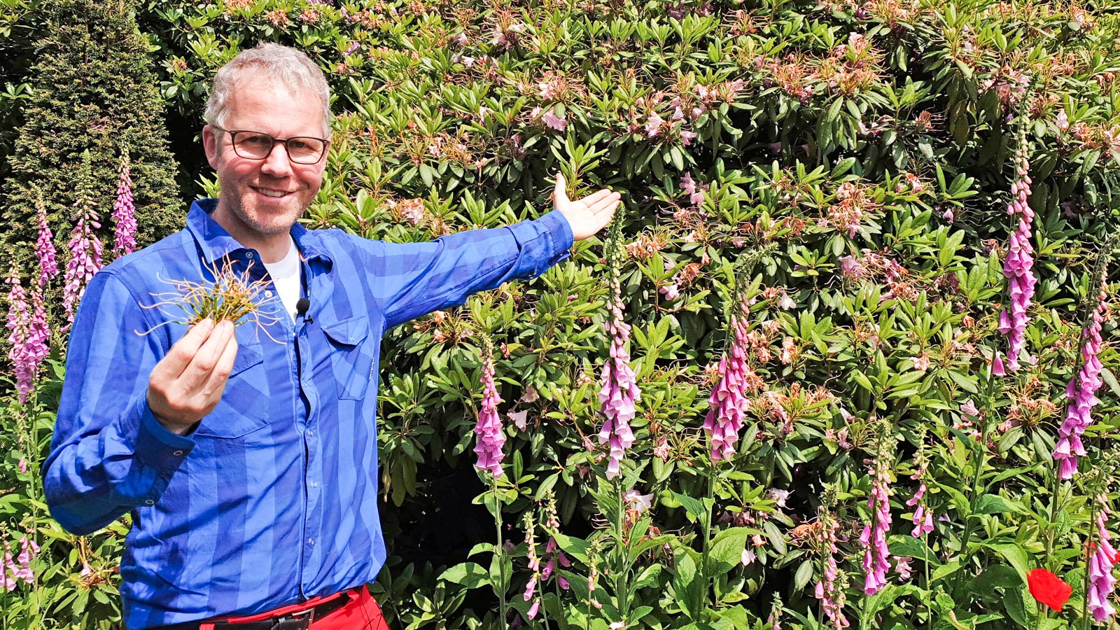 GArtenberater Philippe Dahlmann weist mit der Hand auf einen Rhododenron, in der anderen Hand hält er eine  ausgebrochene Blüte