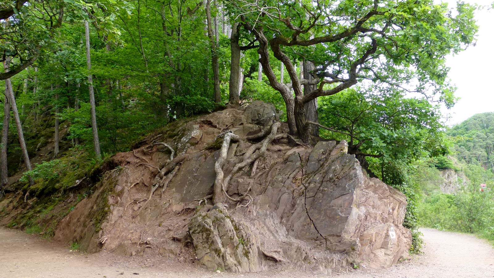 Baum steht auf Felsen.