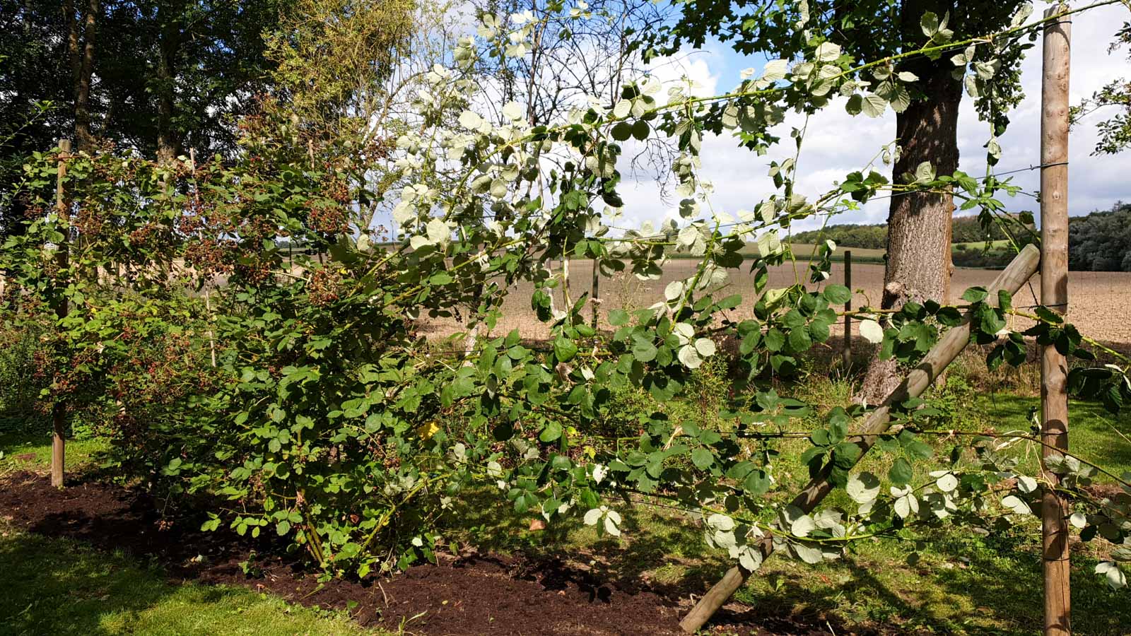 Brombeere am Gerüst im August, wechselseitig erzogen. So kann man auch einfacher schneiden.