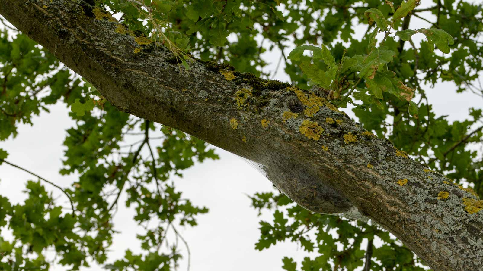 Eichenprozessionsspinner-Nest an einem Seitenast einer Eiche.
