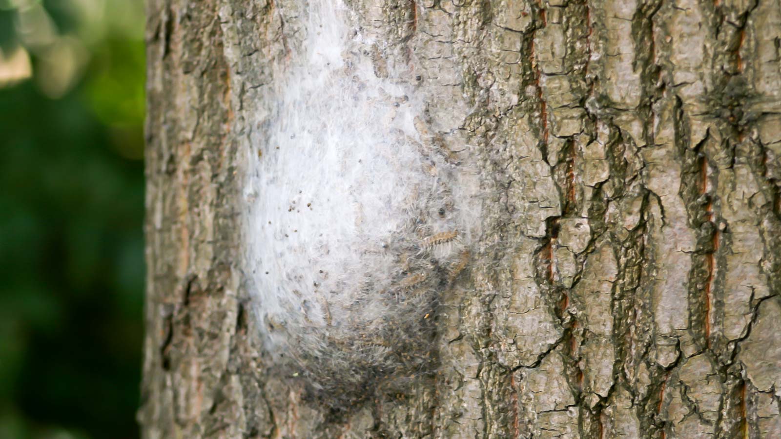 Eichenprozessionsspinner Nest an einem Stamm.