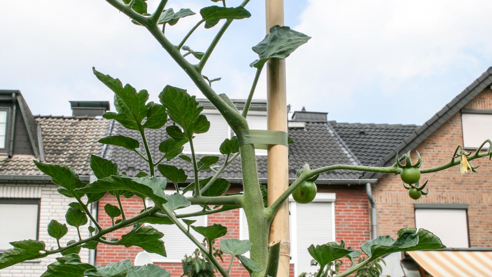 Entspitzte Tomate Mitteltrieb wurde eingekürzt