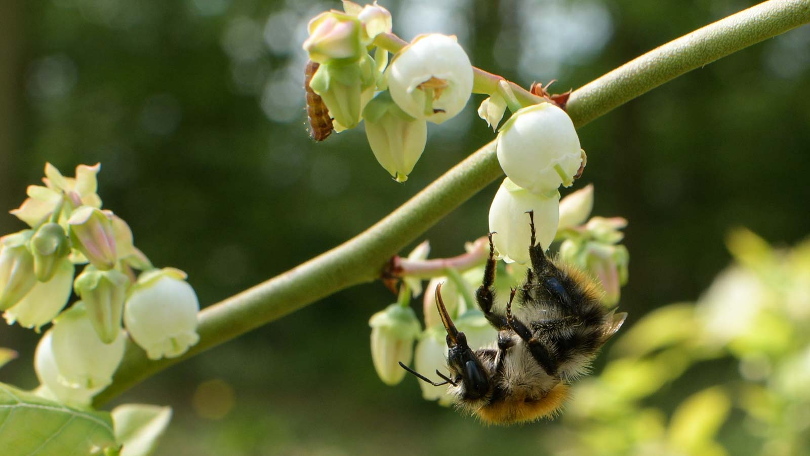 Hummel die kopfüber an der Blüte einer Heidelbeere hängt.