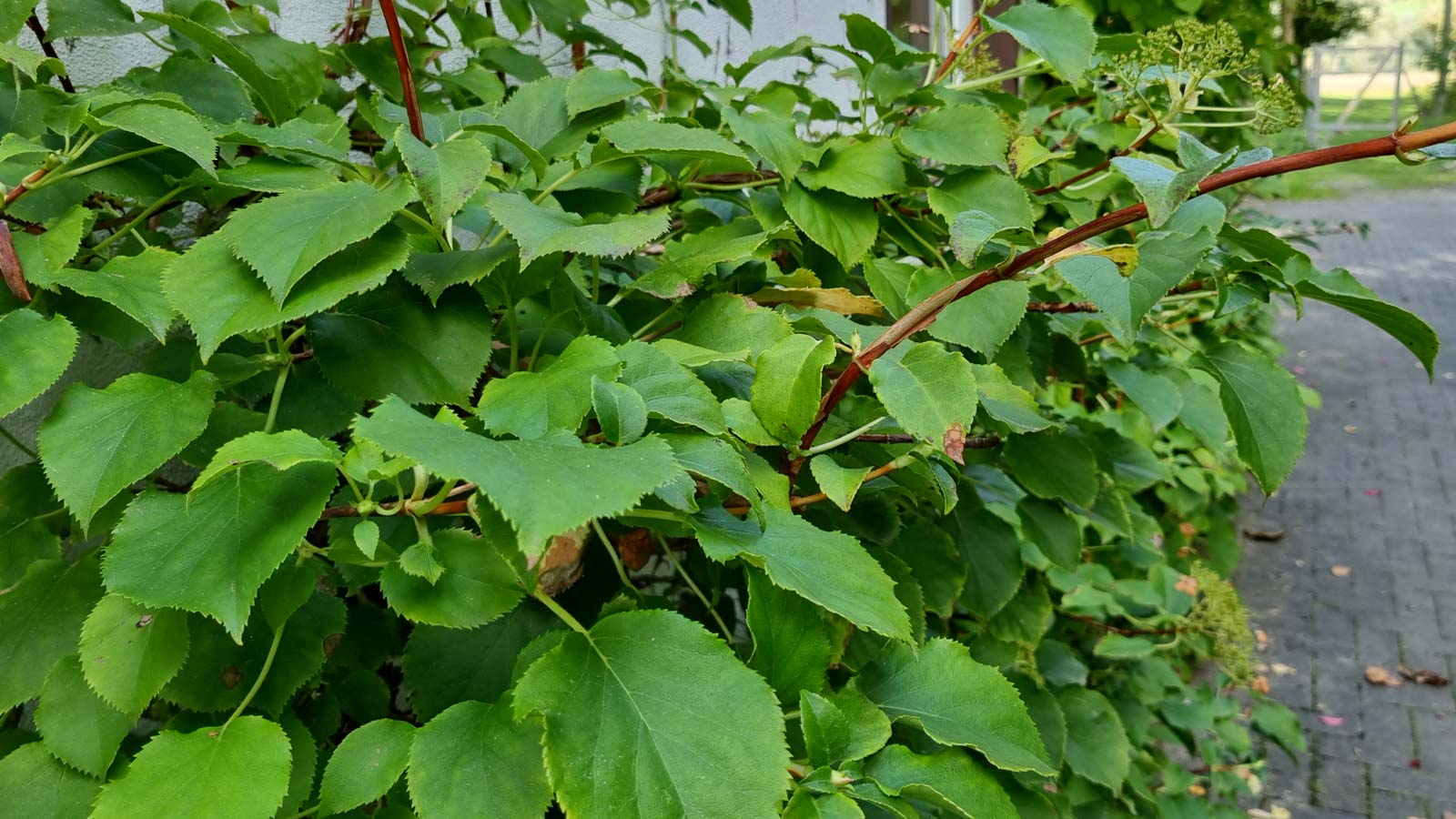 Eine Kletterhortensie muss geschnitten werden.