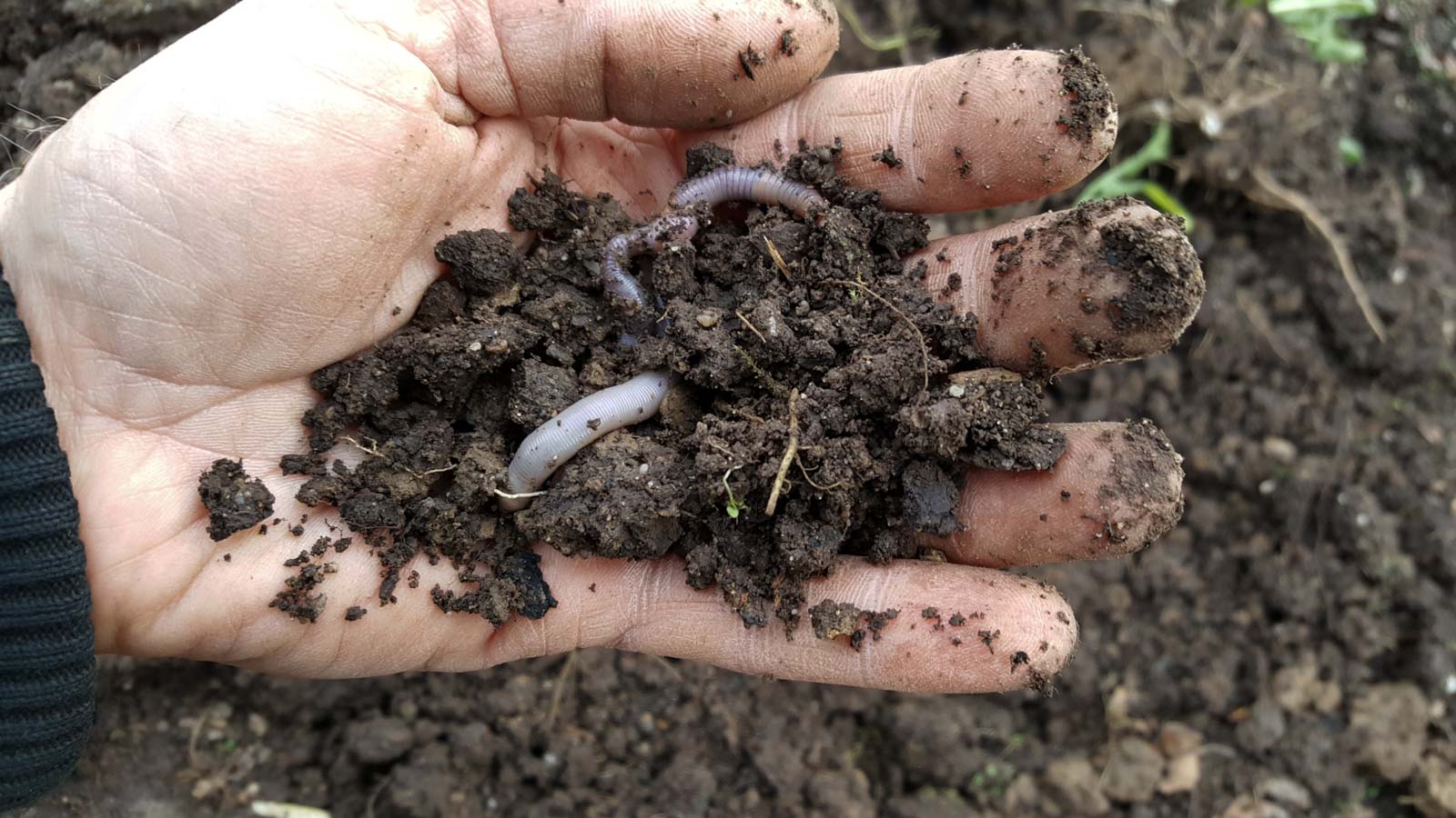 Erde in einer Hand mit Regenwurm 