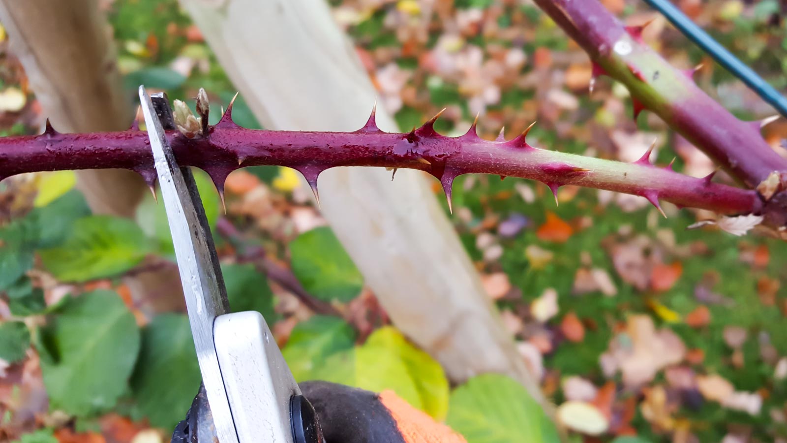 Brombeeren schneiden und anbauen