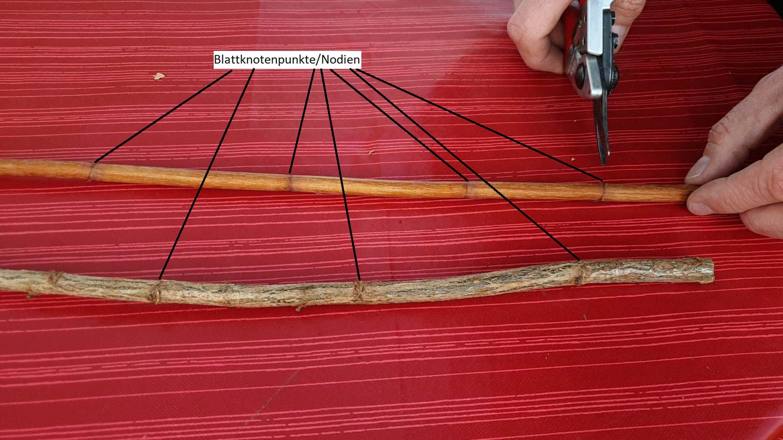 Steckholz bei dem die Blattknotenpunkte gezeigt werden.
