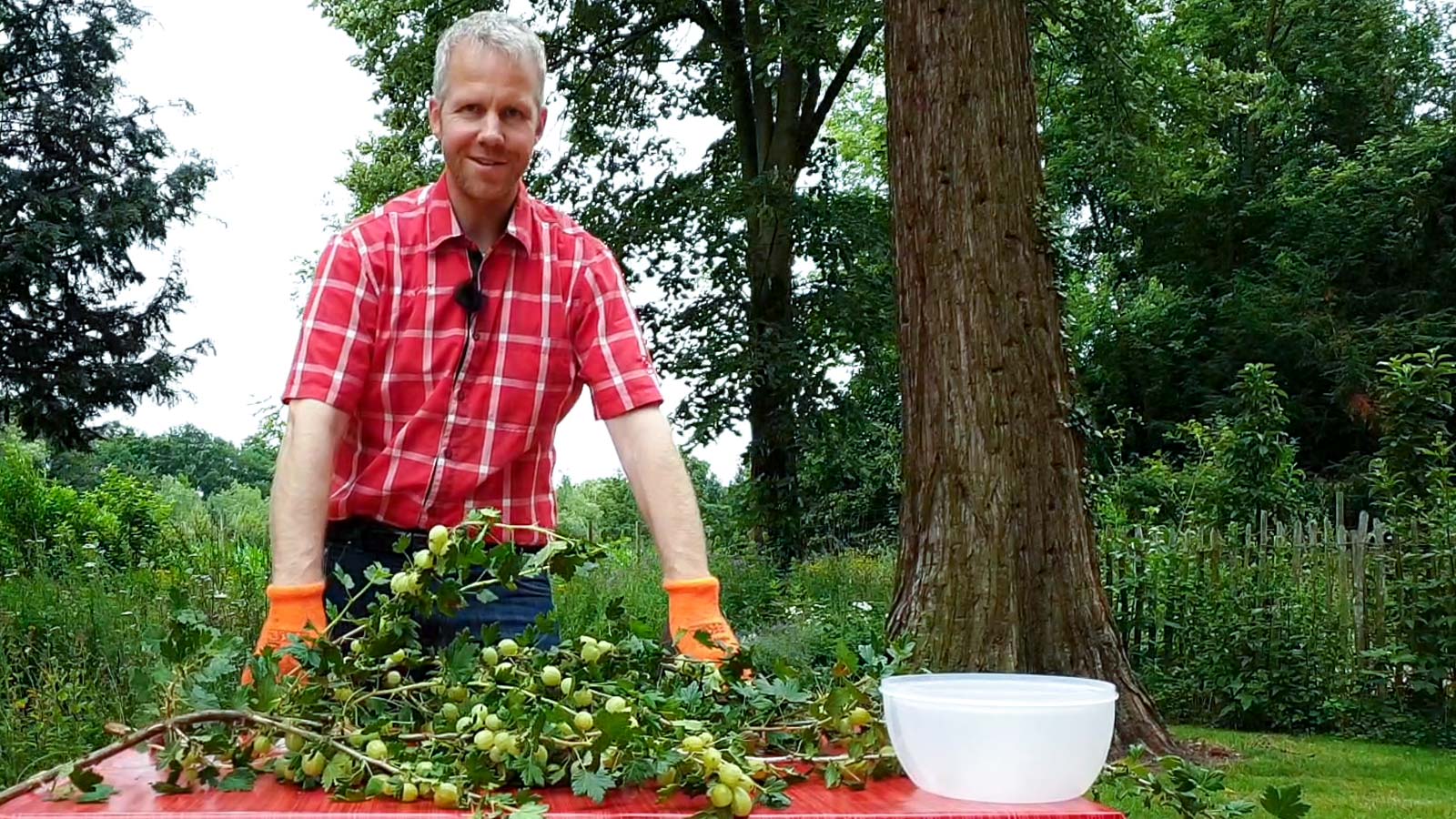 Philippe Dahlmann, Gartenberater beim Verband Wohneigentum, an einem Tisch mit Stachelbeerzweigen.