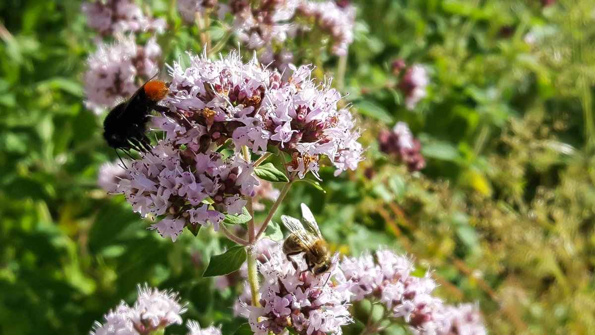 Blüten vom Wilden Majoran mit Insekten