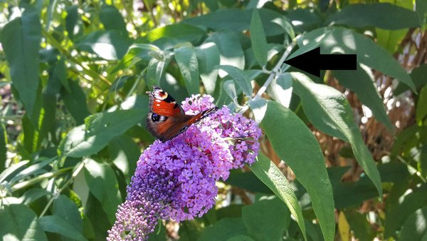 Blühender Sommerflieder mit Schmetterling 