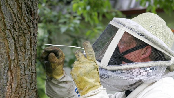 Schädlingsbekämpfer sprüht Insektenspray in einen Baum