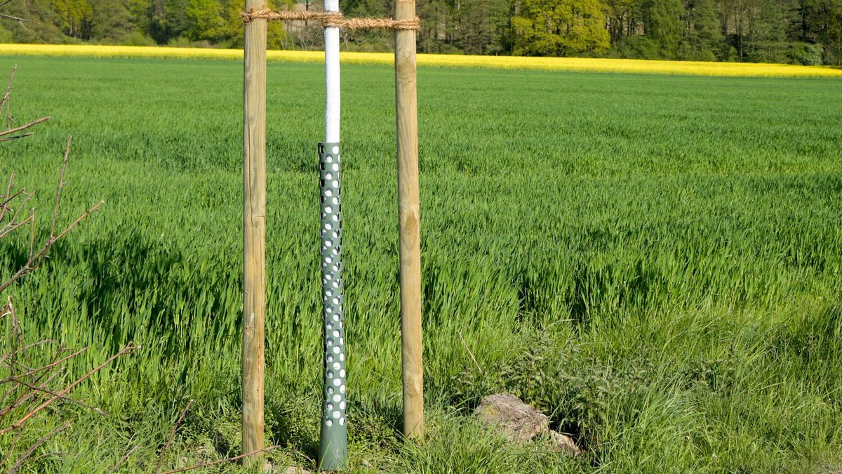 Obstbaum mit Wildverbiss, Sonnenschutz, Pfählen und Anbindung