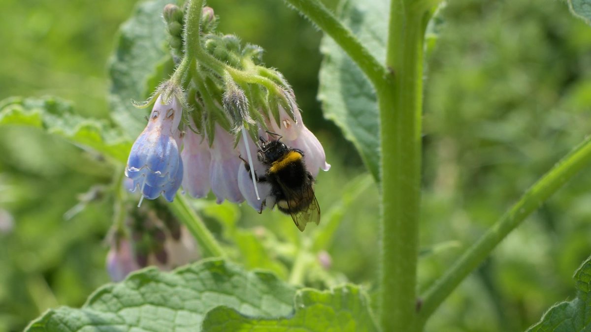 Erdhummel an Beinwell Blüte