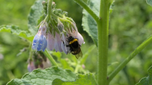 Erdhummel an Beinwell Blüte