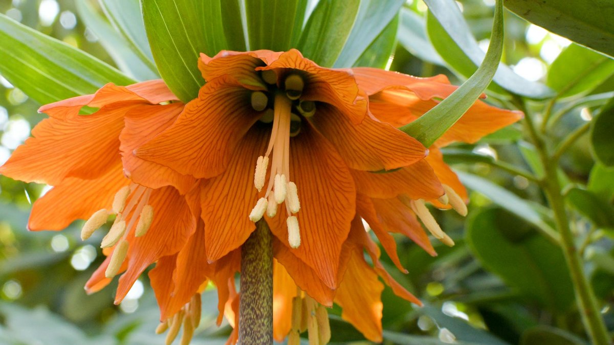 Blüte der Kaiserkrone