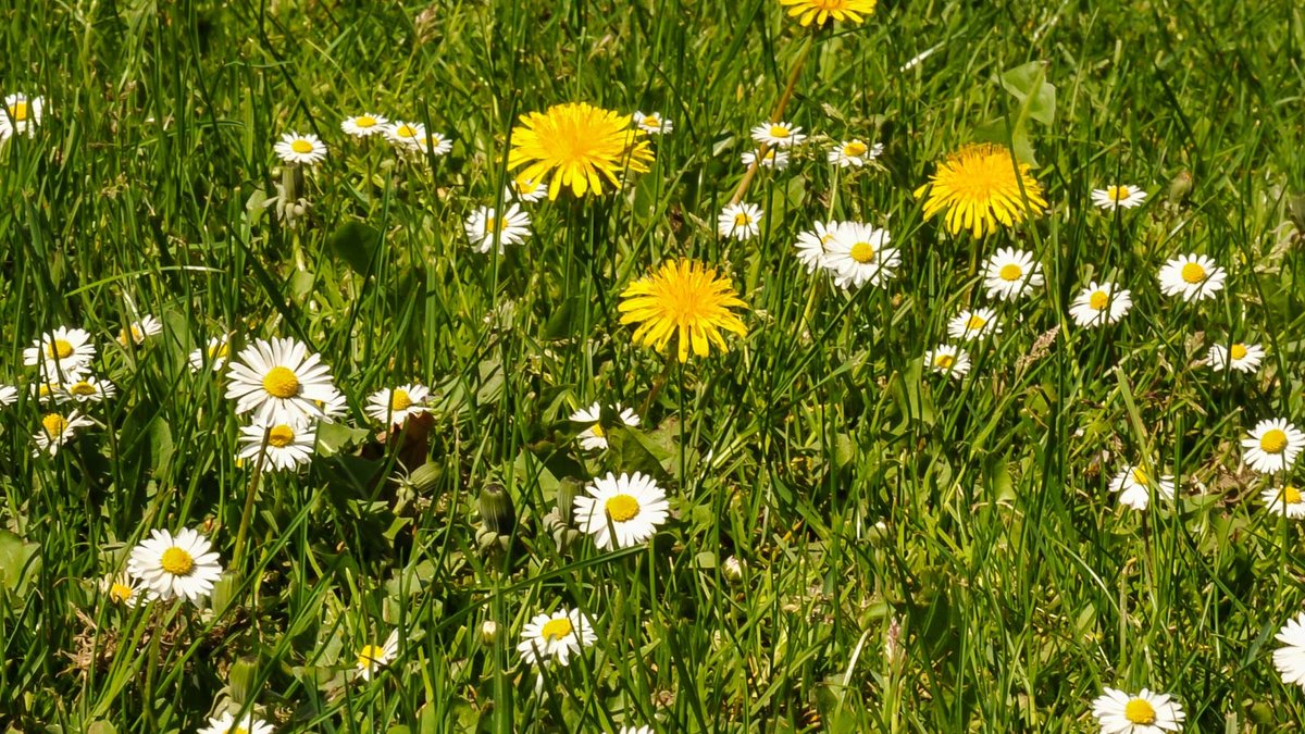 Kräuterrasen mit Löwenzahn und Gänseblümchen