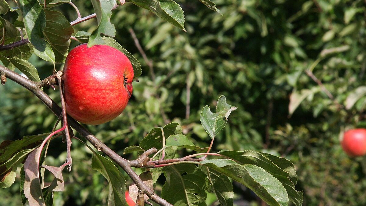 Nahaufnahme eines roten Apfels an einem Zweig