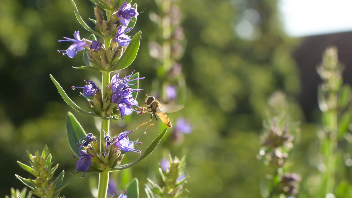 Ysop Blüte mit Schwebfliege