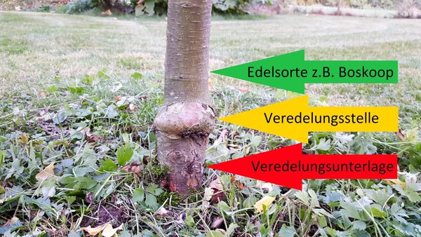 An Obstbaum werden Veredelungsunterlage und Veredelungsstelle dargestellt