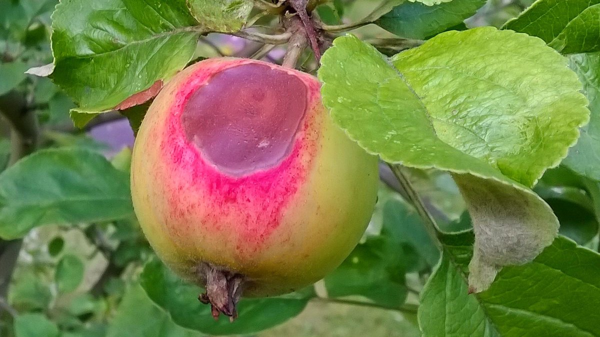 Sonnenbrand an einer Apfel-Frucht 