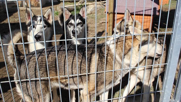 Mehrere Huskies schauen durch die Gitterstäbe ihres Zwingers