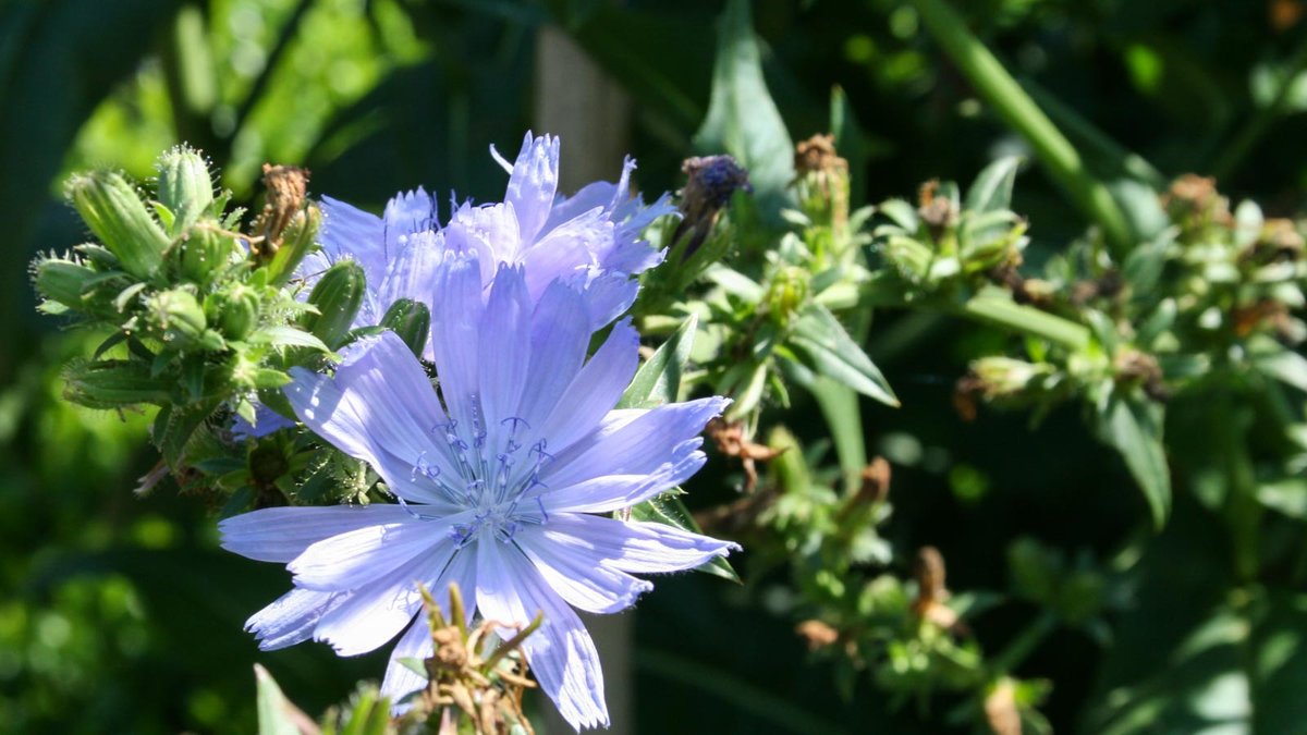 Blüte der Wegwarte