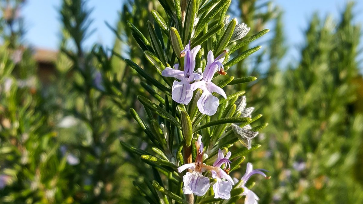 Blüte vom Rosmarin