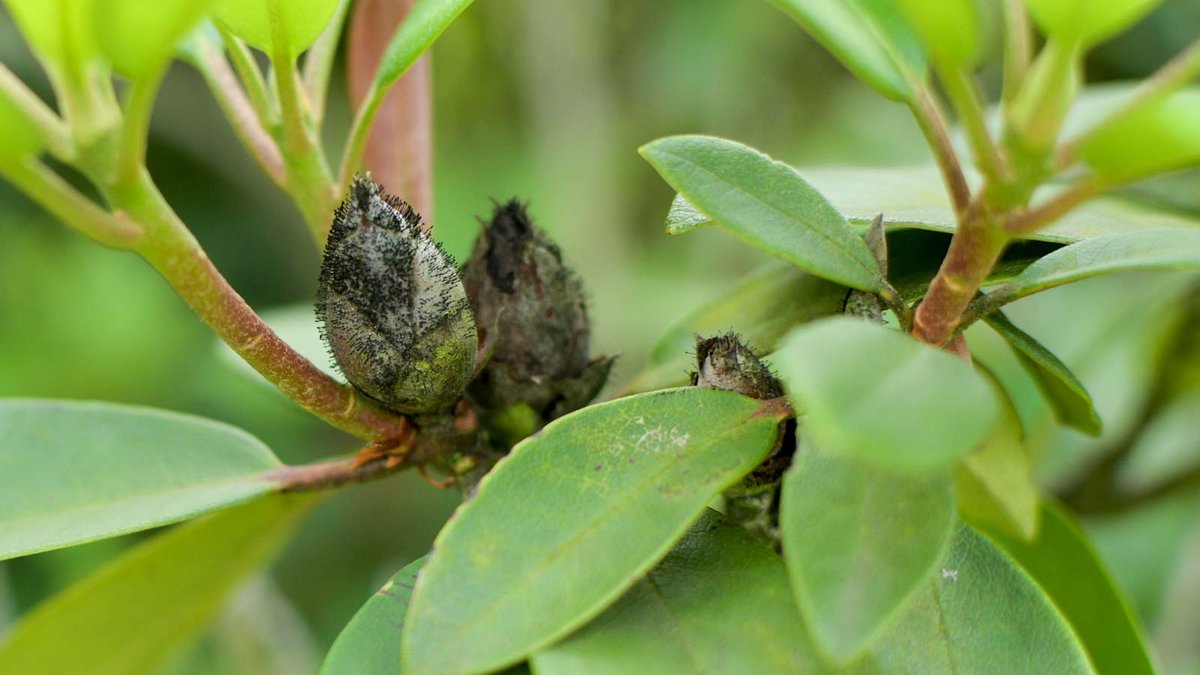 Rhododendron Knospen die von der Knospenbräune befallen sind