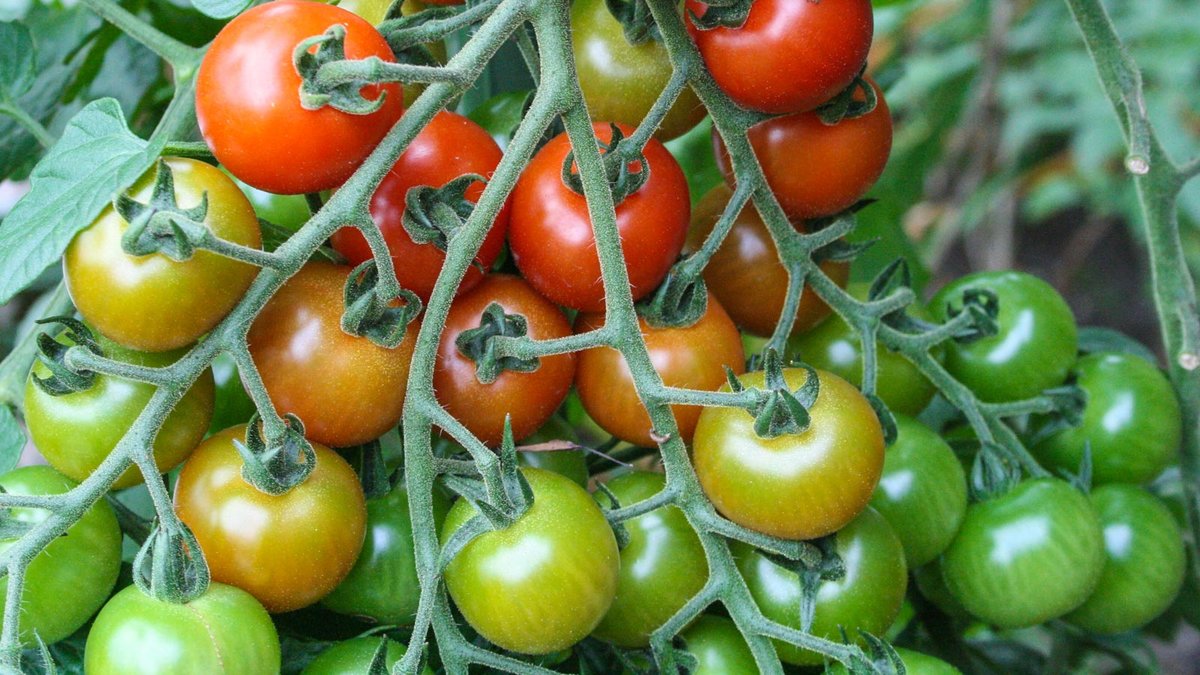 Tomaten an einer Tomatenpflanze 