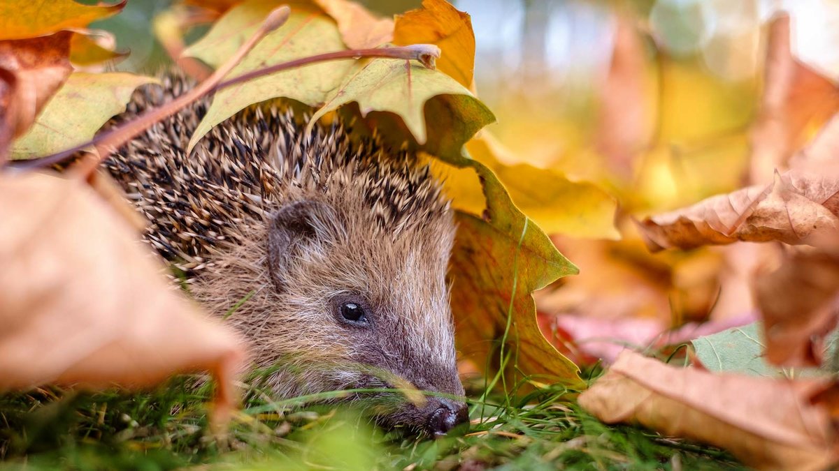 Igel unter Laub