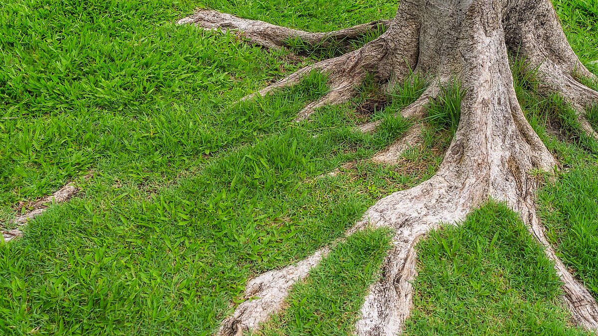 Baumwurzeln in einer Rasenfläche