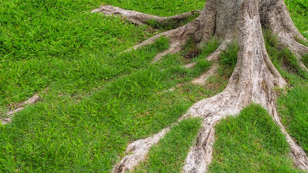 Baumwurzeln in einer Rasenfläche