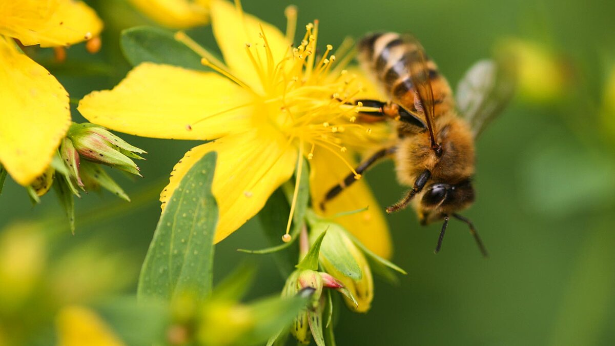 Nahaufnahme einer Biene auf einer Johanniskraut-Blüte