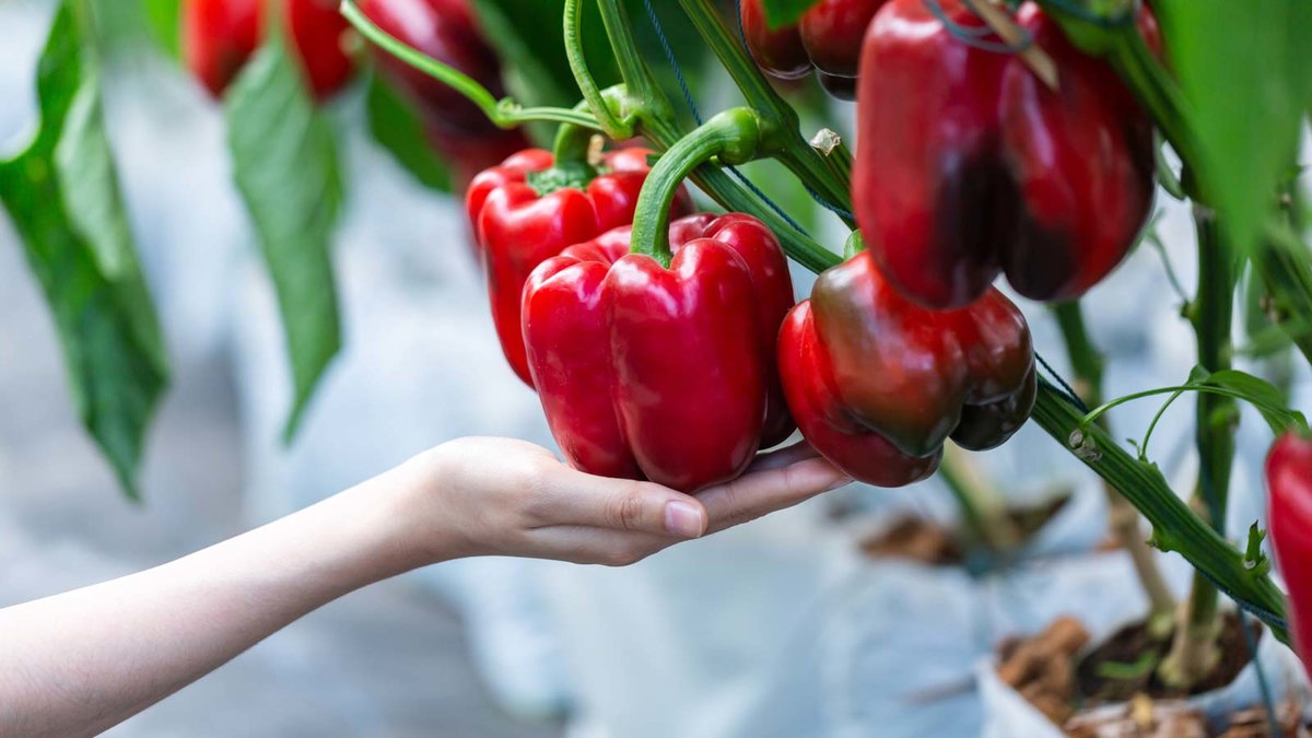 HAnd fast an eine an einer Pflkanze hängende Paprika