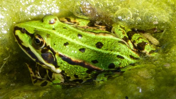 Nahaufnahme eines Frosches im Wasser