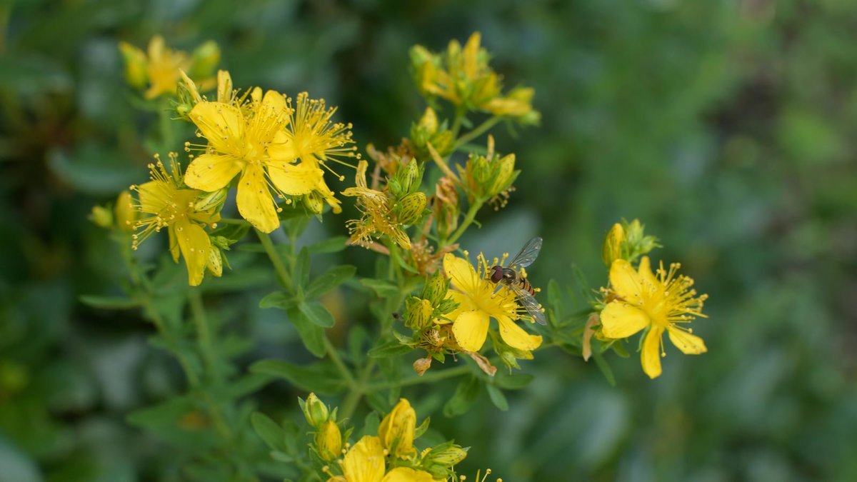 Johanniskraut Blüten mit Schwebfliege