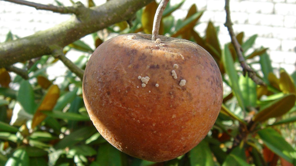 Apfel mit Fruchtfäule befallen