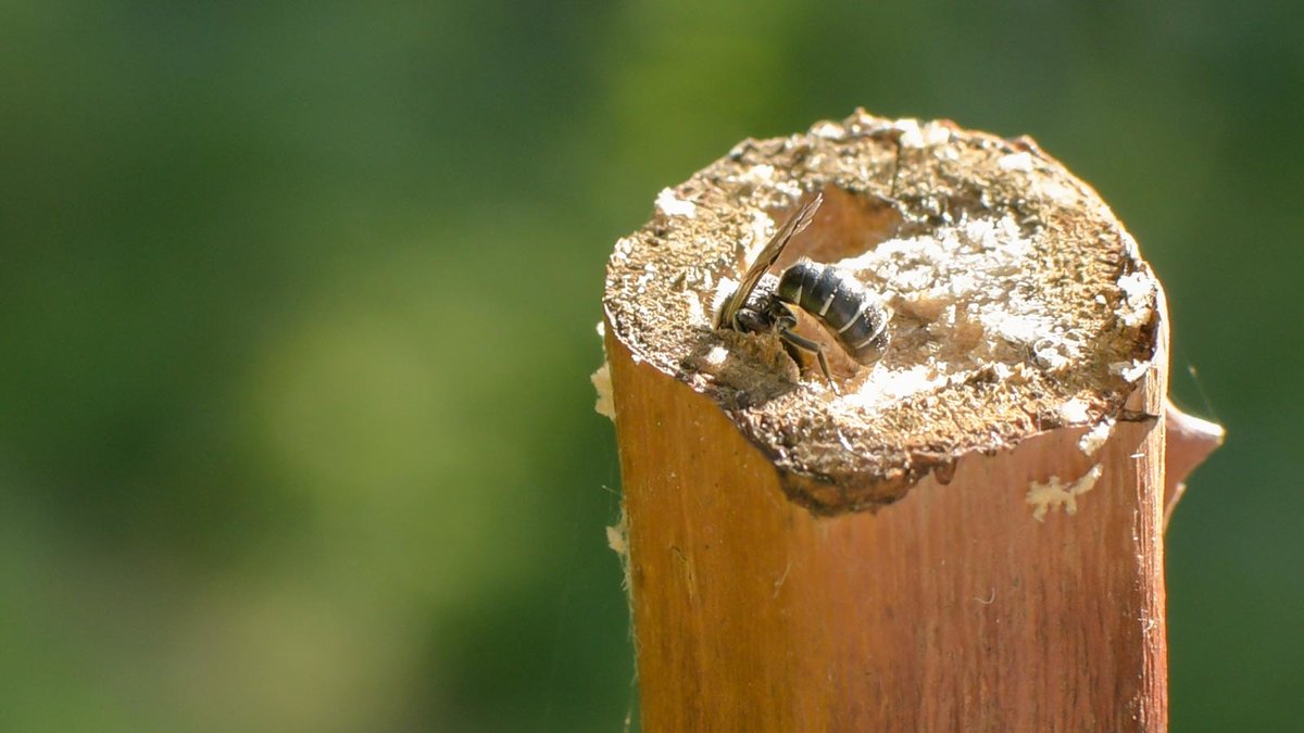 Wildbiene nagt an Brombeerstängel
