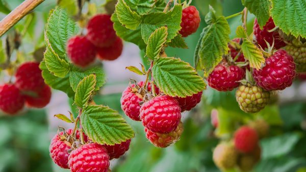 Mehrere Himbeeren an einem Strauch.