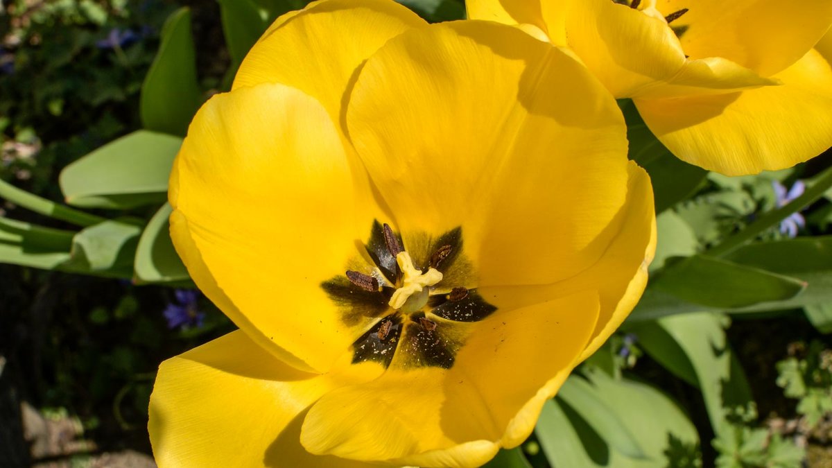 Tulpe mit gelber Blüte