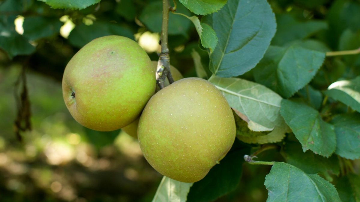 Zwei Äpfel an einem Baum