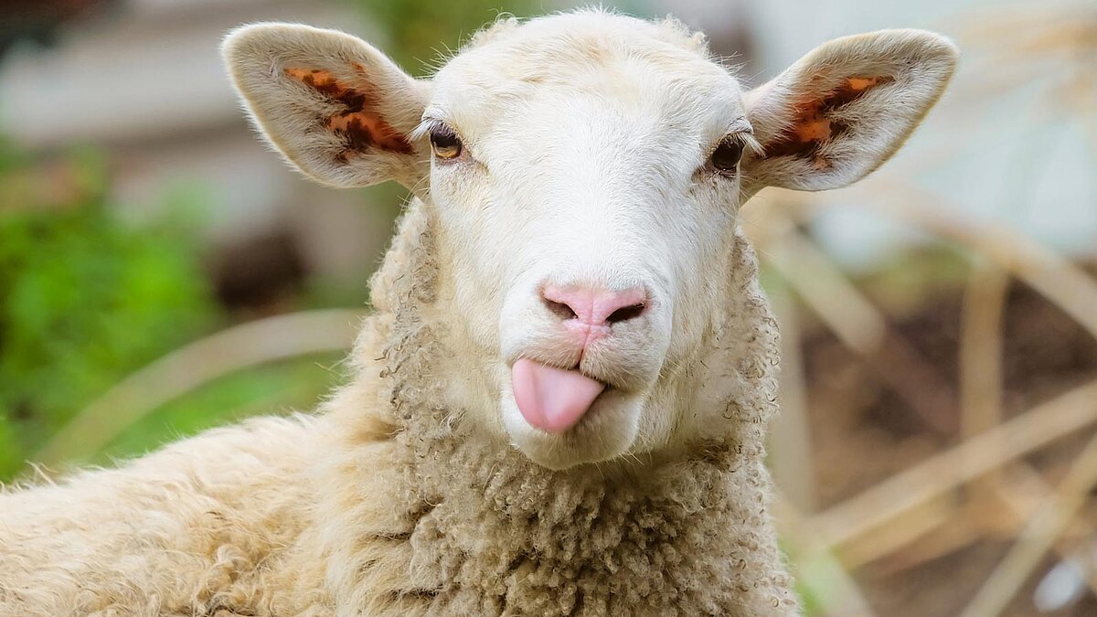 Schaf, das dem Betrachter die Zunge herausstreckt