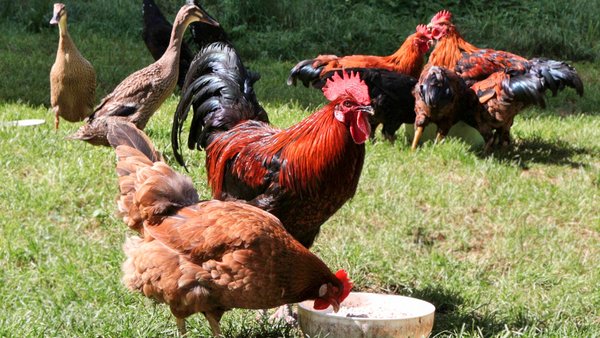 Laufenten und Hühner im Garten auf einer Wiese