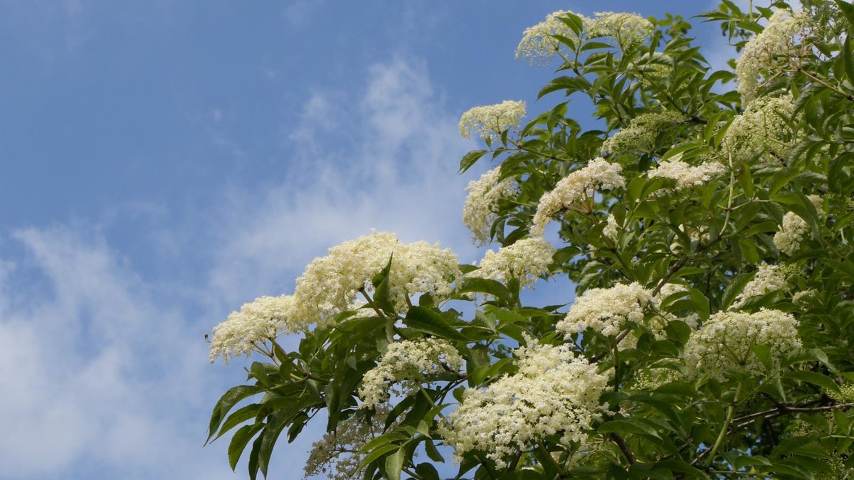 Holunderblüte vor blauem Himmel