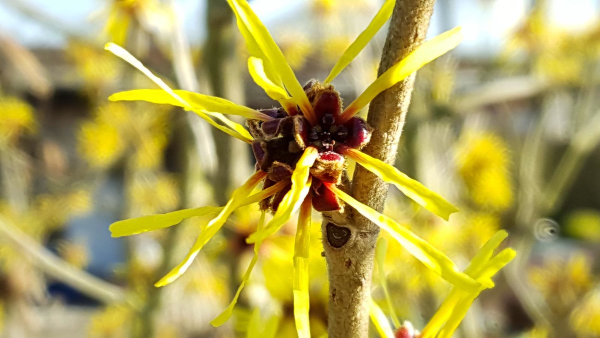 Gelbe Zaubernuss Blüte