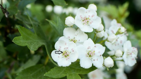 Blüte des Eingriffligen Weißdorn