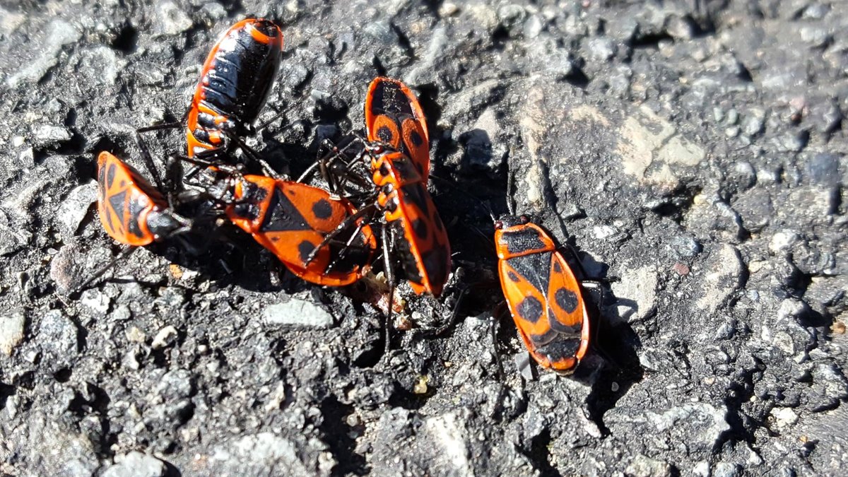 Mehrere Feuerwanzen auf Asphalt